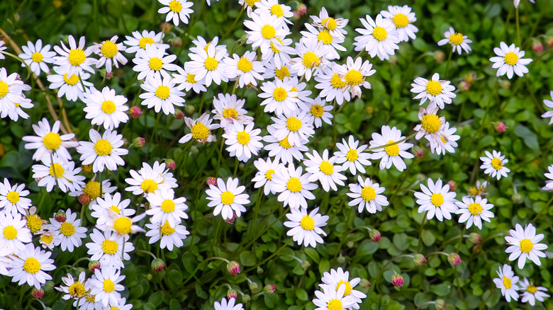 Minyatür Daisy (Bellium Minutum) zemin örtüsü