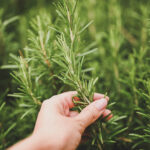 Biberiye gelişmenize yardımcı olacak doğal gübre zaten mutfağınızda