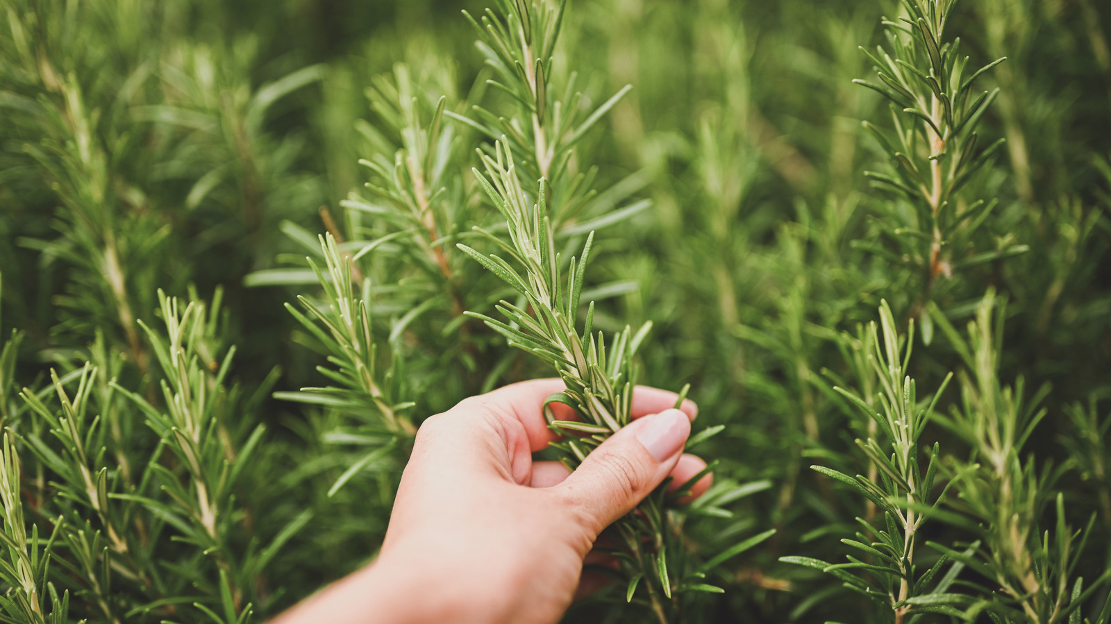 Biberiye gelişmenize yardımcı olacak doğal gübre zaten mutfağınızda