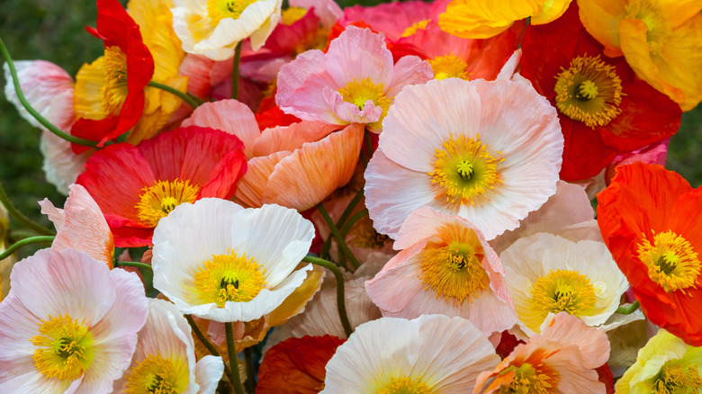 Bahçede renkli haşhaşlar