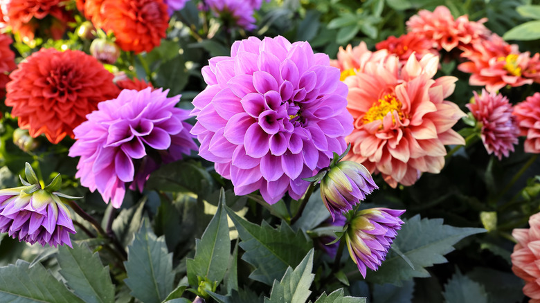 Bir bahçede renkli dahlias
