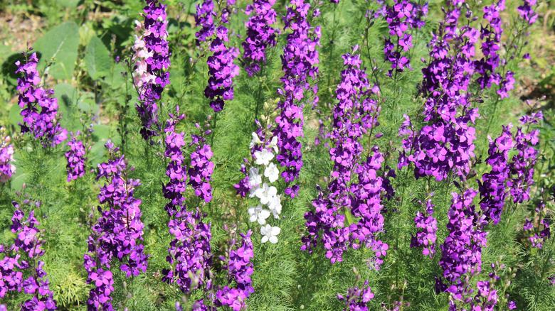 Mor ve Beyaz Larkspur Çiçekler.