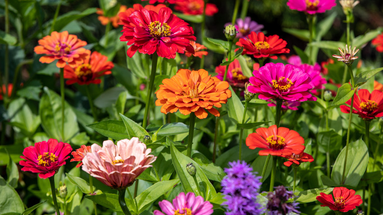 Bahçede renkli zinnias.