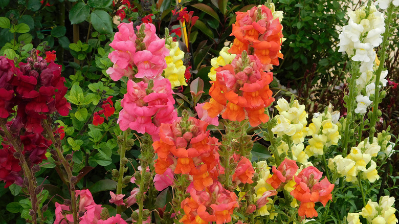 Bahçede renkli Snapdragons.