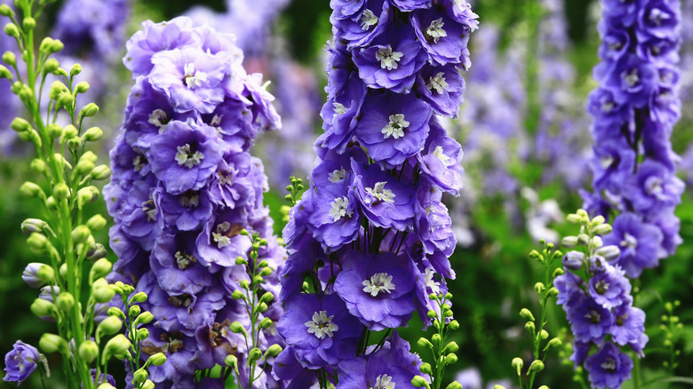 Bahçedeki Violet delphiniums