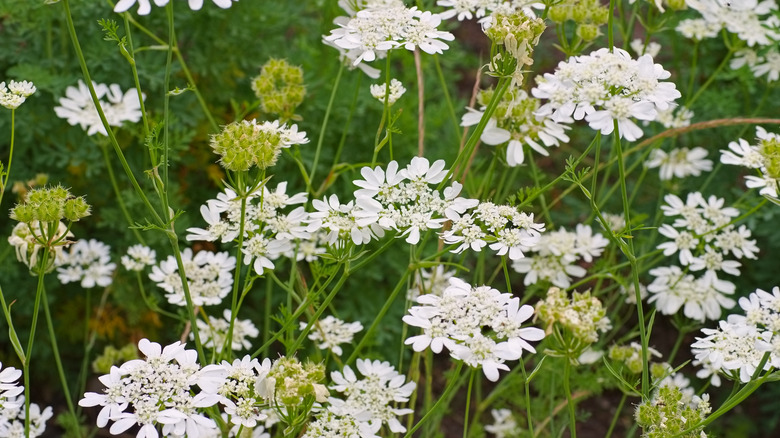Bir tarlada beyaz oraya çiçekleri.