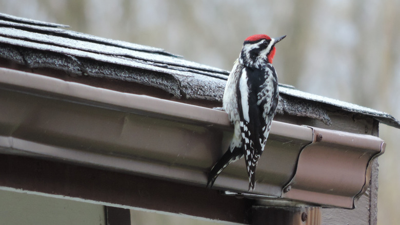 Metal oluk üzerinde oturan kuş