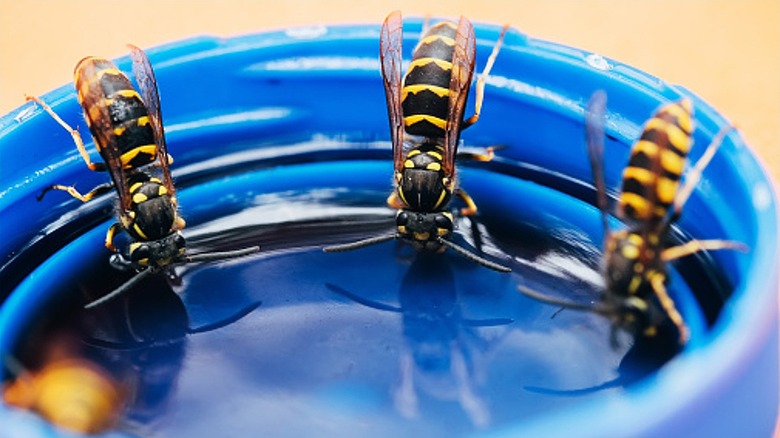 Su ile kapaktan içen bir grup eşekarısı