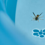 Wasps'i bütün yaz havuzunuzdan uzak tutmak için şaşırtıcı derecede basit bir numara