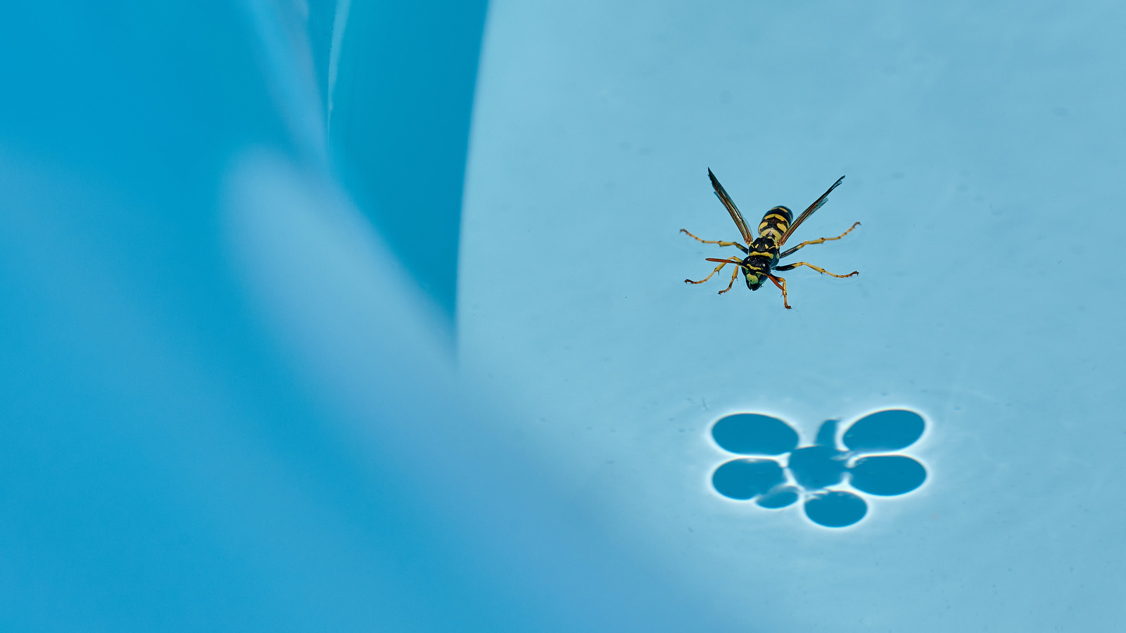 Wasps'i bütün yaz havuzunuzdan uzak tutmak için şaşırtıcı derecede basit bir numara