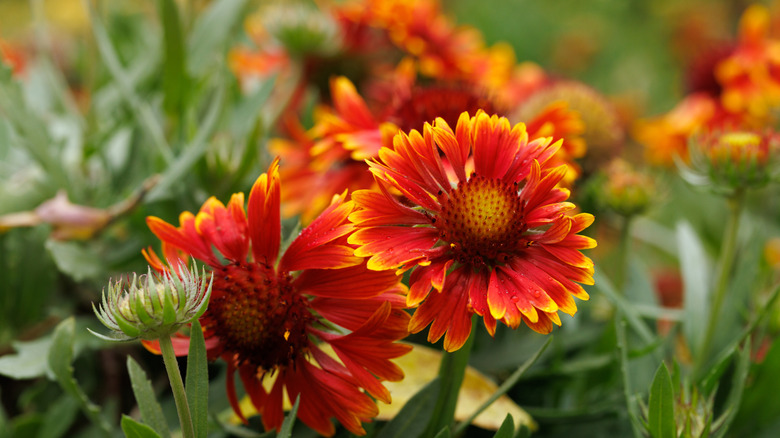 Arka planda daha fazla battaniye çiçek ile battaniye çiçeği yakın çekim