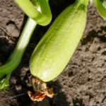 Bahçıvanlar bu ortak atışları bahçe ürünlerinin çürümesini önlemek için kullanıyor