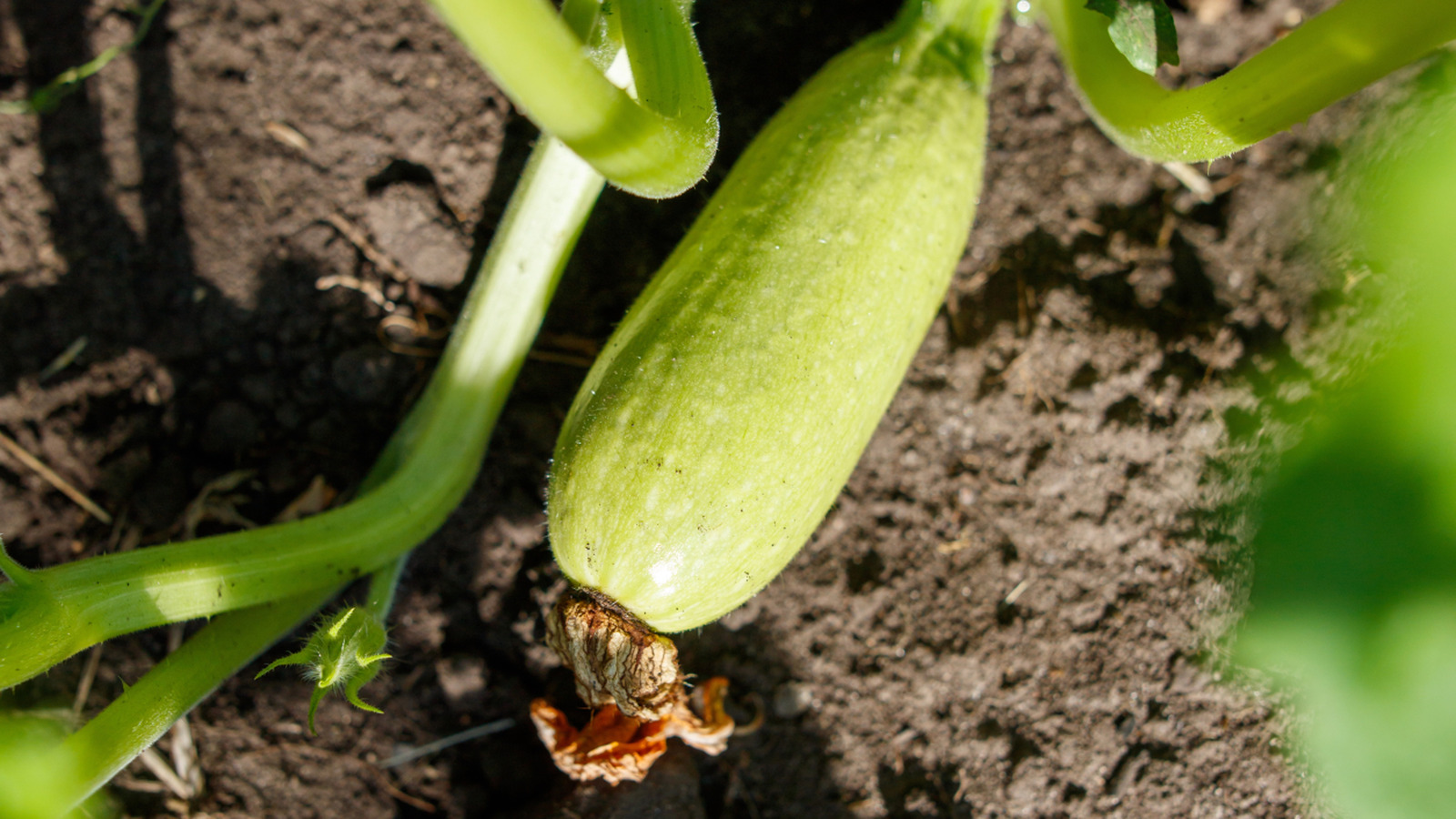 Bahçıvanlar bu ortak atışları bahçe ürünlerinin çürümesini önlemek için kullanıyor