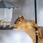 Sincapları kuş besleyicinizden uzak tutmak için gerekli ortak bir fırınlamayı yeniden kullanın