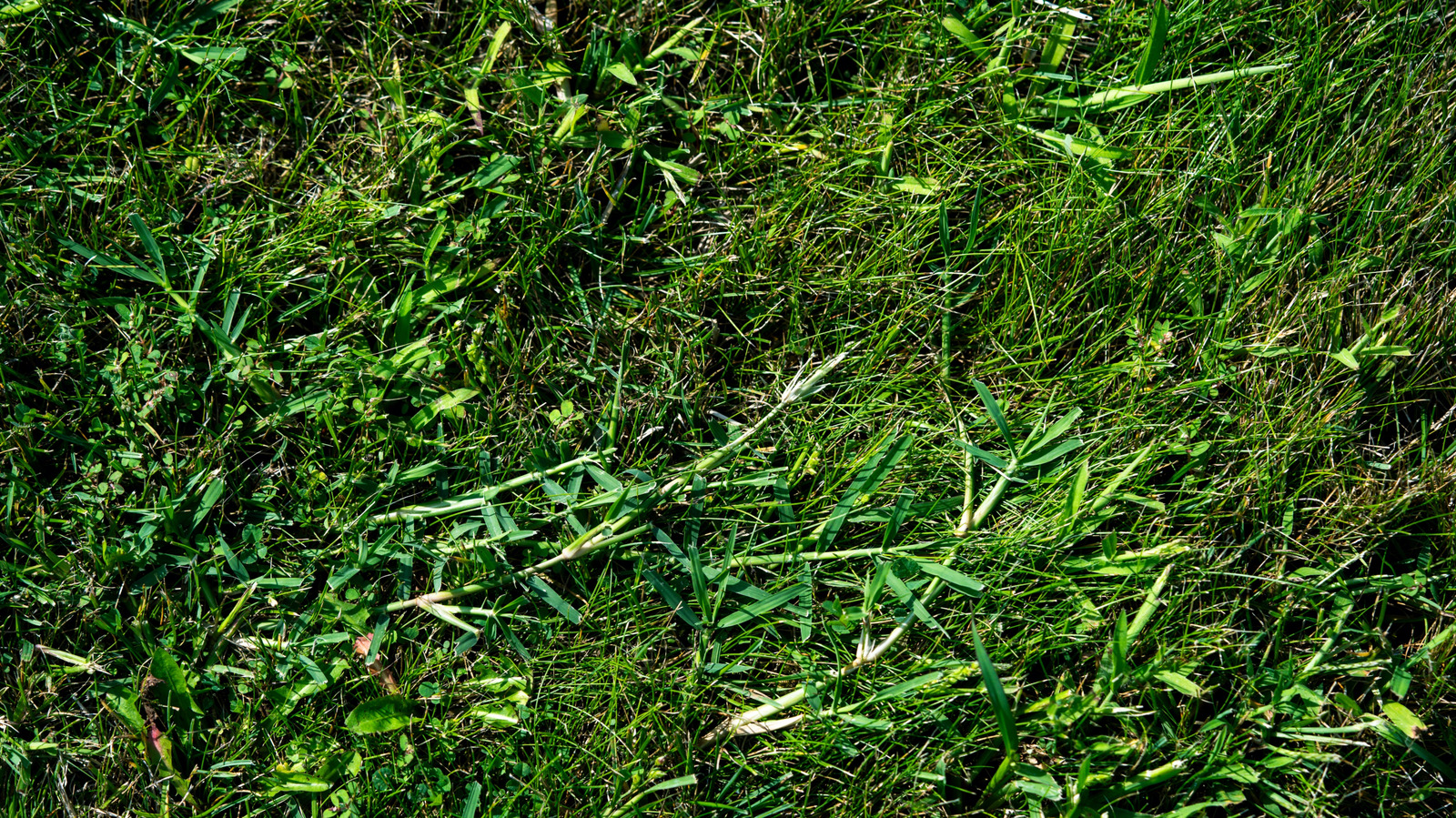 Yenilmez ve yonca çimlerinizden patlatacak güçlü çözüm