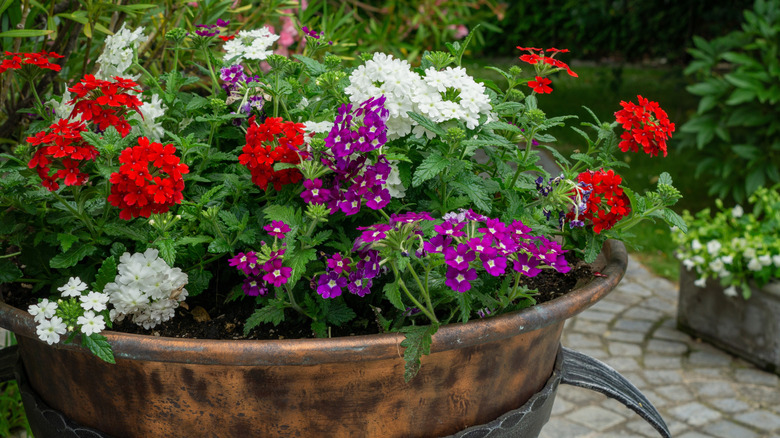 Bakır bir tencereye ekilen renkli çiçekler.