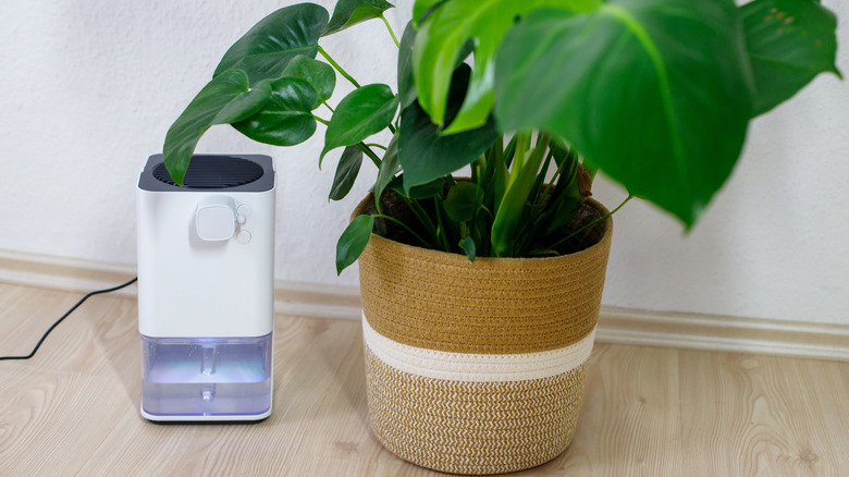 Bir ten rengi tencereye bir ev bitkisinin yanına takılmış beyaz bir nem alıcı