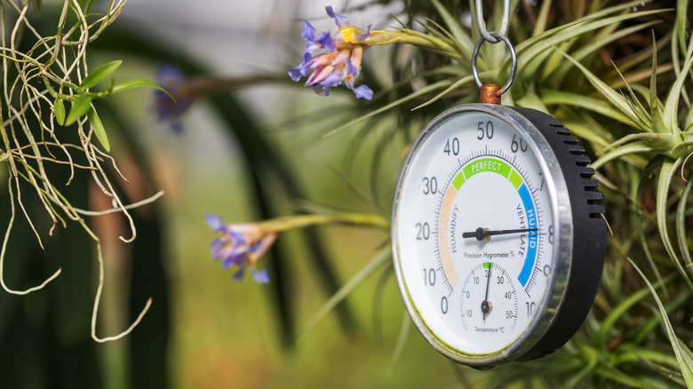 Bir seradaki bir bitkiden asılı nem seviyelerini ölçen bir higrometre