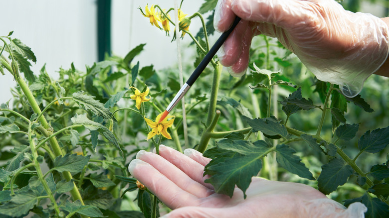 Bir domates bitkisinde çiçekleri gıdıklamak için küçük bir boya fırçası kullanan bir bahçıvan