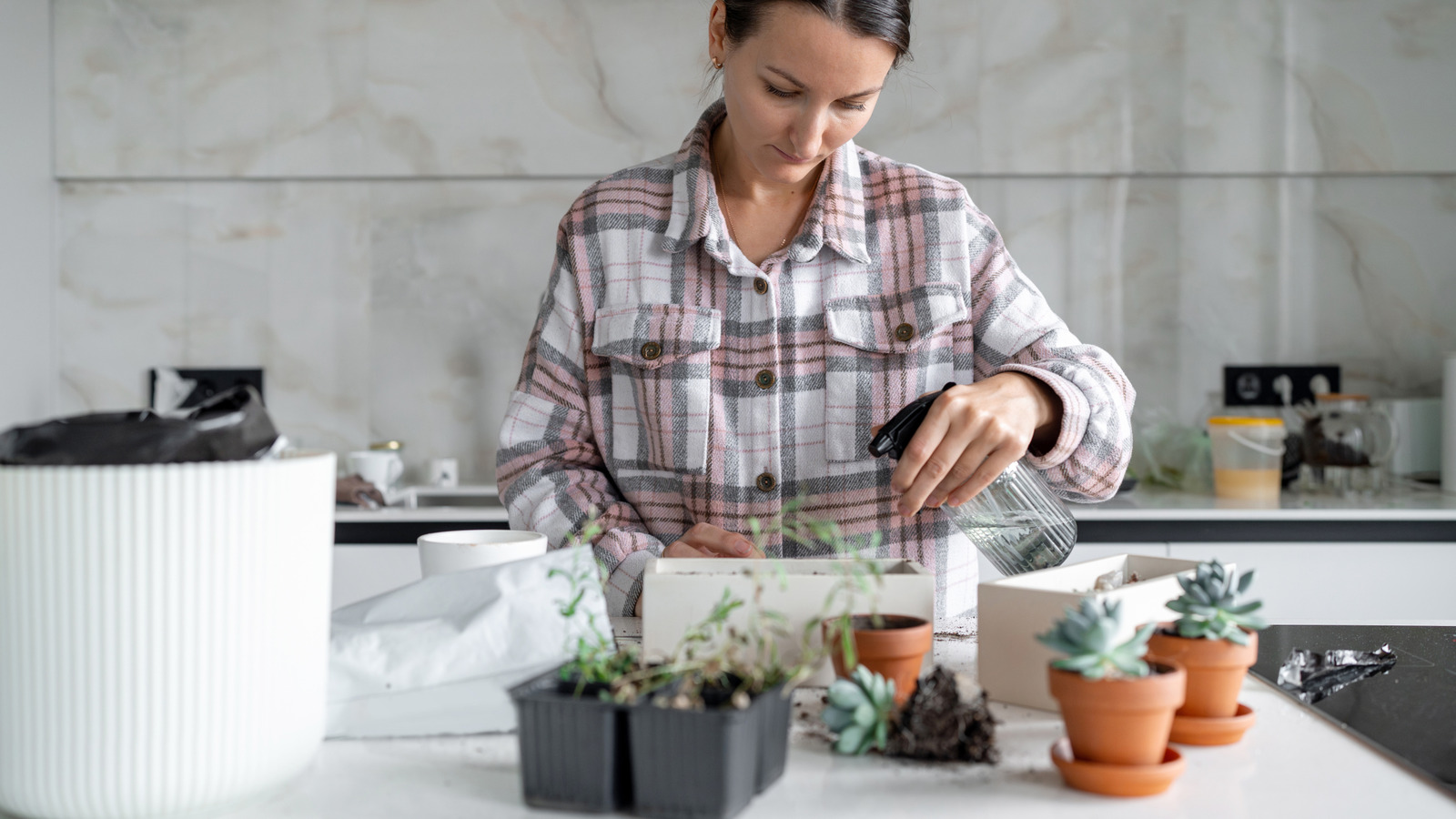Küçük alanınızın parlak bir renk popüne ihtiyacı varsa evinizde istediğiniz kapalı bitki