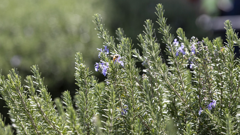 Bir biberiye çalının çiçekleri ve yaprakları etrafında uçan bir arı
