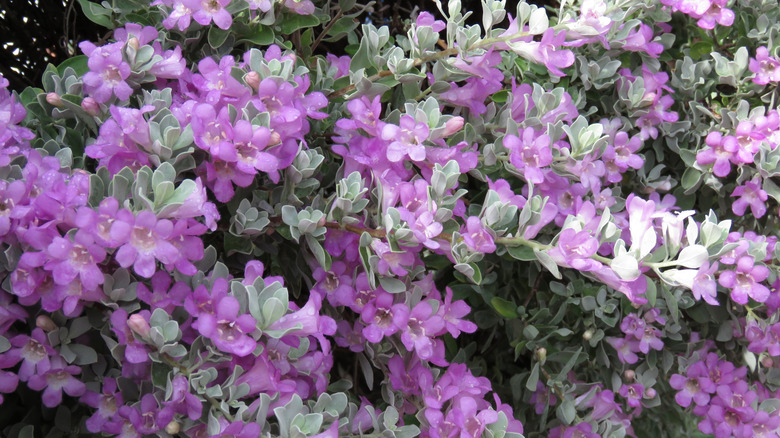 Mor çiçeklerin ve Teksas adaçasının gümüş yapraklarının yakın bir çekimi