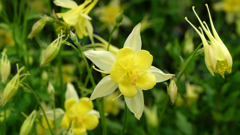 Blooming Golden Columbine Çiçeklerinin Yakın Çekim