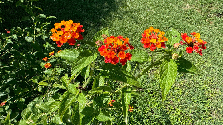 Orange Texas Lantana Çiçeklerinin Bir Yakın Çekimi