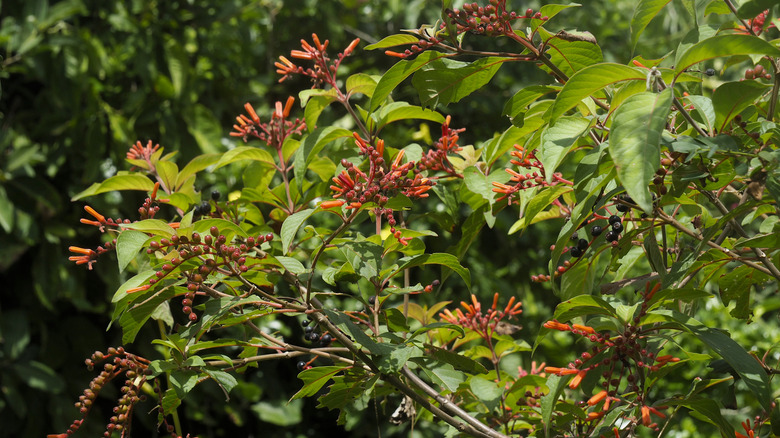 Çiçek açan kırmızı çiçekleri olan bir ateş çekmesi şubesi