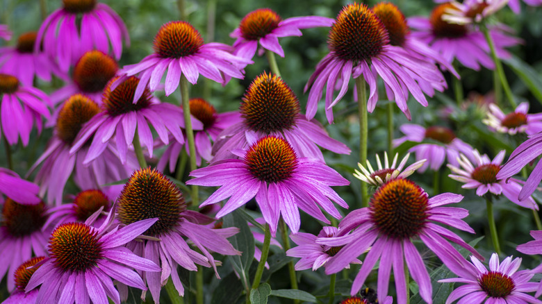 Mor konikler kümesinin yakın çekimi