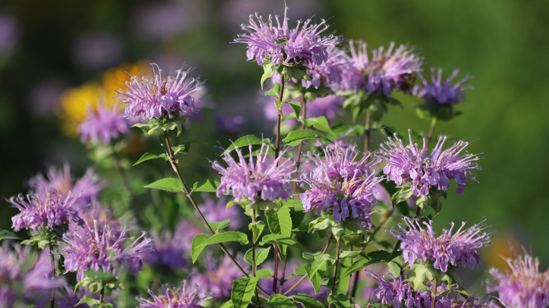 Mor vahşi bergamot kümesinin bir closeup