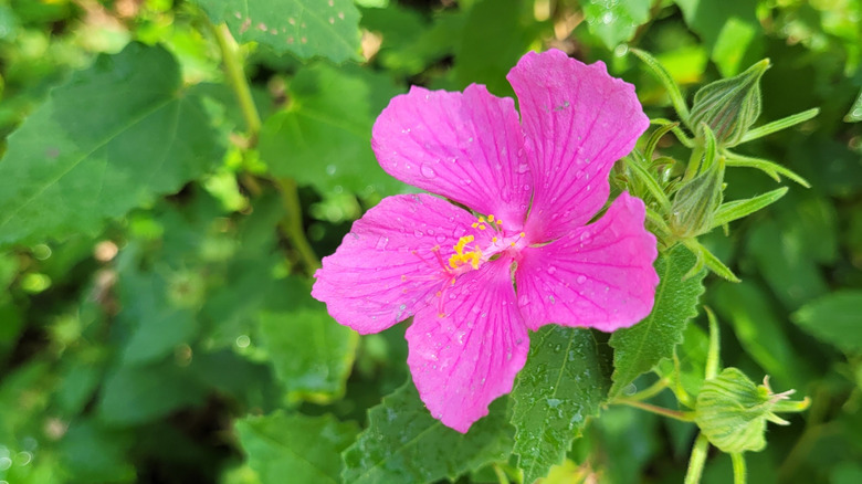 Pembe Texas Rock Rose'un yakın çekimi