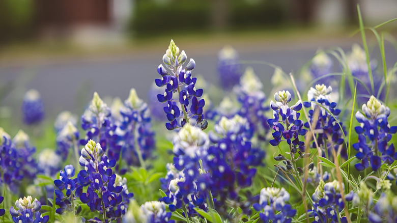 Texas Bluebonnet Blooms'un Yakın Çekim