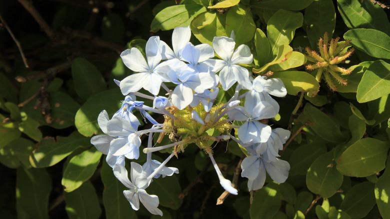 Beyaz Plumbag Çiçekler Kümesi