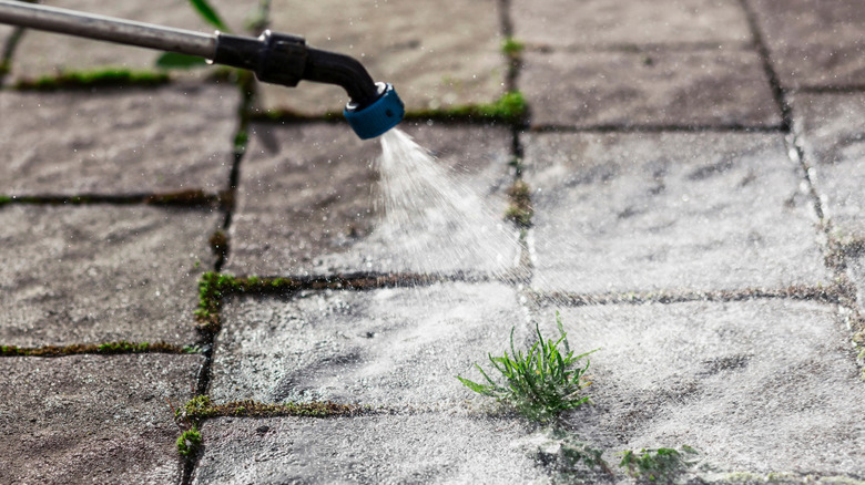 Kaldırımdaki yabani otlarda püskürtücünün closeup