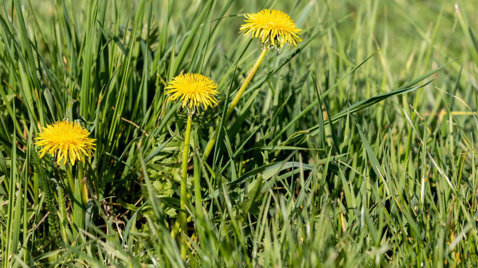 Gordon'un Trimec Çim Ot katilini uygulamadan önce bilmeniz gerekenler