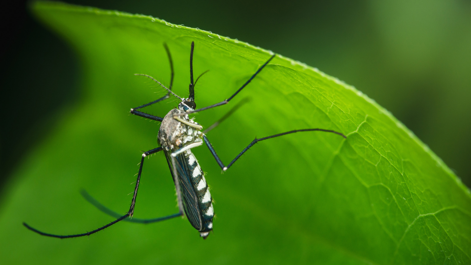 Bahçenizde sivrisinek istemiyorsanız ekimden kaçınmanız gereken popüler çiçek