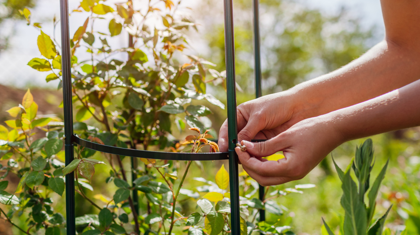Aldi tamamen uygun fiyatlı iki bahçe kafes satıyor - düşük fiyat etiketlerine değer mi?