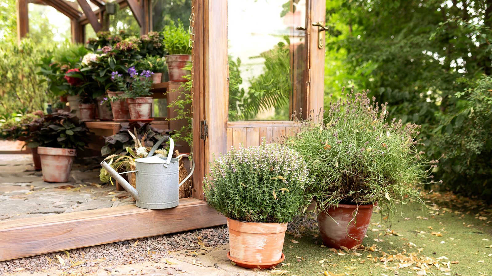 Konteyner bahçenizde gelişecek aromatik bitki