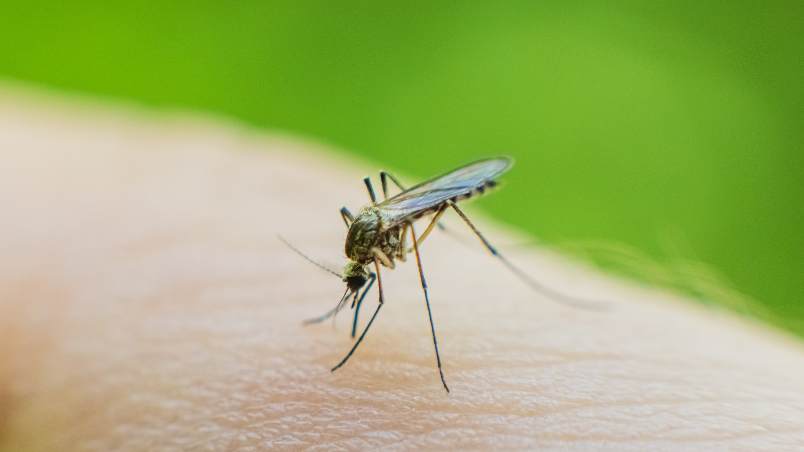 Dollar Tree's Citronella sopa hile sivrisineksiz bir yaz mı?