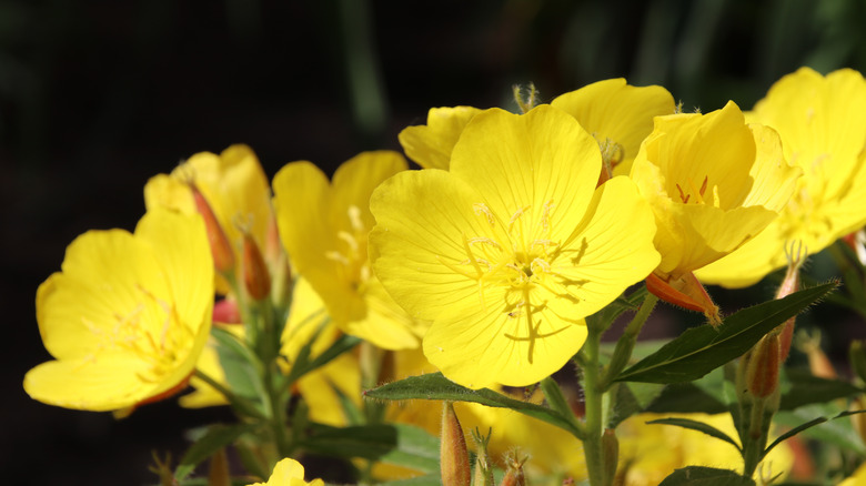 Bir güney sunday kümesinin yakın çekimi koyu yeşil yapraklara karşı parlıyor.