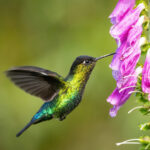 Bahçenize çeşitli kuş ve tozlayıcılar getirecek parlak ve güneşli çiçek