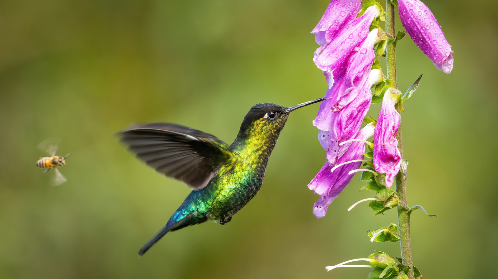 Bahçenize çeşitli kuş ve tozlayıcılar getirecek parlak ve güneşli çiçek