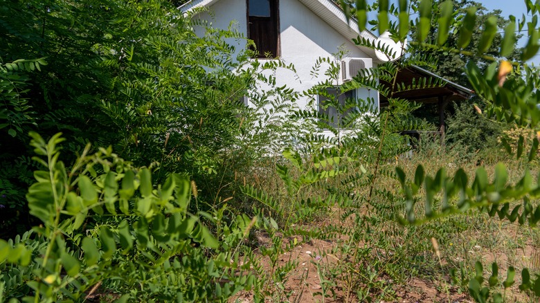Beyaz Saray'ın önünde kontrol edilmeden büyüyen yabani otlar
