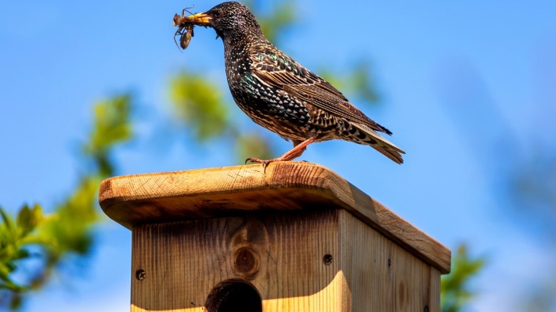 Ahşap kuş evinin üstünde oturan ağzında böcek ile starling