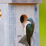 Kuşların kuş evinde yuva yapmamasının nedeni bu klasik hata