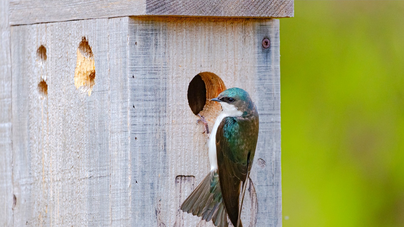 Kuşların kuş evinde yuva yapmamasının nedeni bu klasik hata