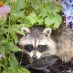 Hayvanları kompostunuzdan uzak tutmanın anahtarı bahçenizde yatmaktadır