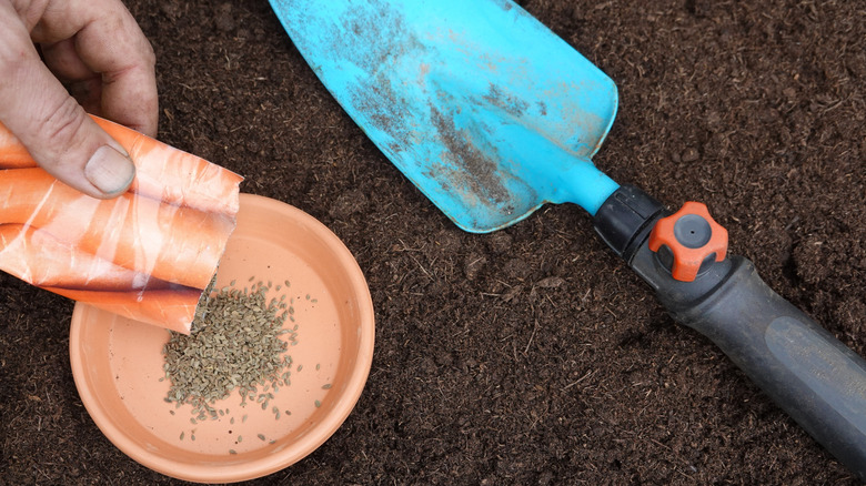 Bahçıvan havuç tohumlarını bir paketten küçük bir el malının yanında toprağa oturan bir bitki dairesine boşaltan