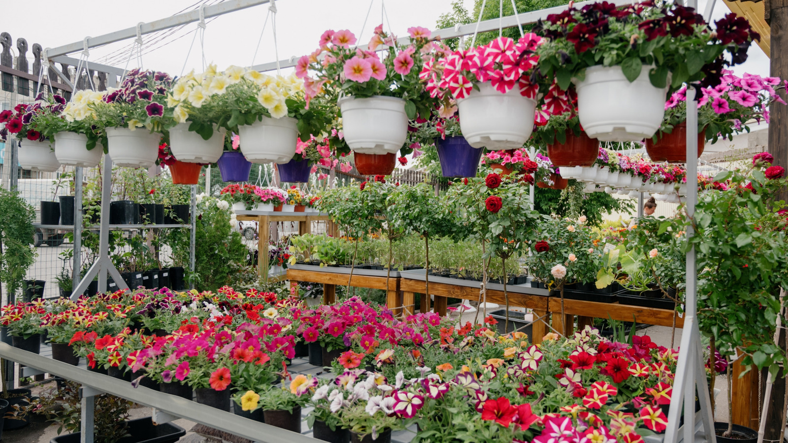 En iyi hasadı istiyorsanız, fide olarak satın almamalısınız ortak sebze